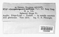 Cryptosporella suffusa image